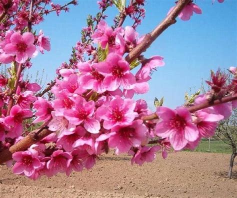 Natura fiori rose mazzo primavera. Fiori 15 | Sapevatelo
