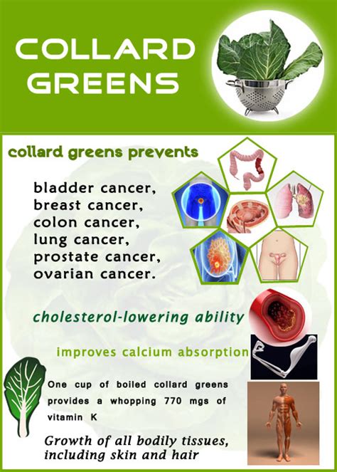 Collard Greens Nutrition Facts And Health Guide Veggies Info