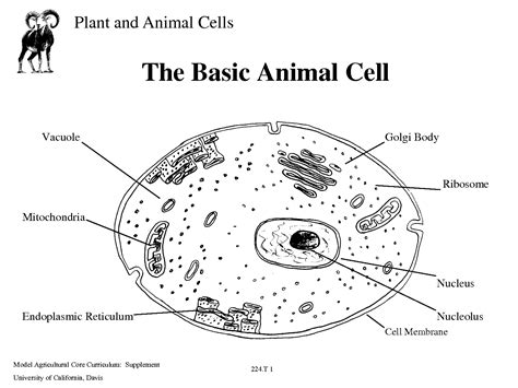 Cell organelles structure and parts. cell structures (lesson 0422) - TQA explorer