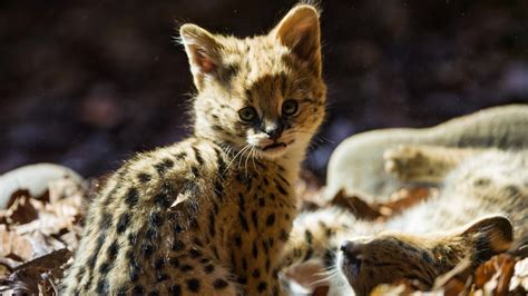 A Cute Baby Jaguar Wild Animal Wallpaper Download 3840x2160
