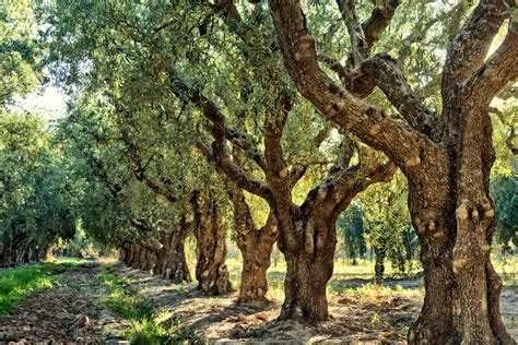 Corfu The Island With 4000000 Olive Trees The Corfu Experience