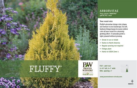 Thuja Fluffy® Arborvitae 11x7 Variety Benchcard Proven Winners