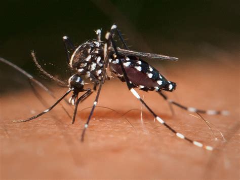 First Zika Virus Case In United States Confirmed In Texas