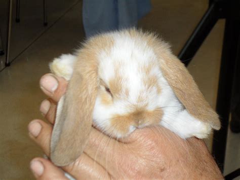 Mini Lop Rabbit Oryctolagus Cuniculus Dianesdigitals Flickr