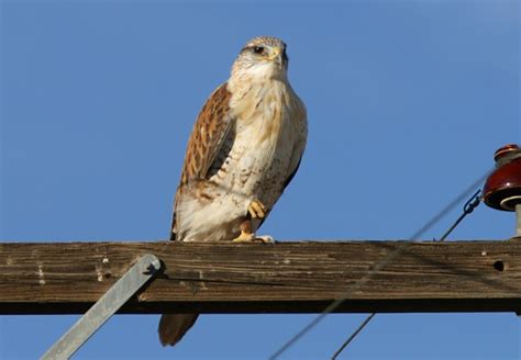 Photograph Of Ferruginous Hawk