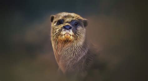 Otter Portrait Stock Photo Download Image Now Istock