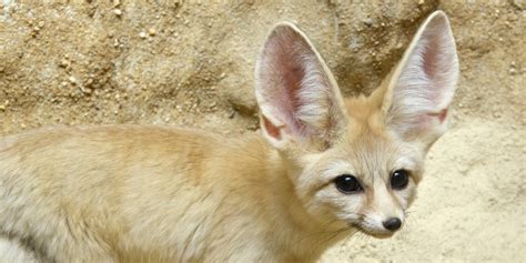 Fennec Fox Smithsonians National Zoo