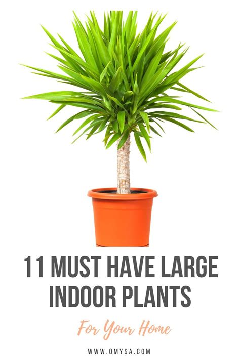 Studies Have Shown That Indoor Plants Can Improve Mood Increase