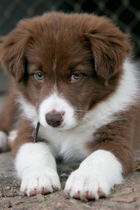 Border Collie Baby Animals Cute Animals Cute Baby Dogs