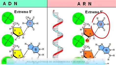 Открыть страницу «adn» на facebook. Nucleótidos, ADN y ARN - 4eso - YouTube