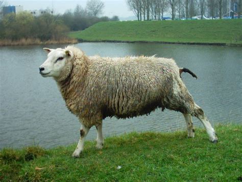 Domestic Sheep Ovis Aries