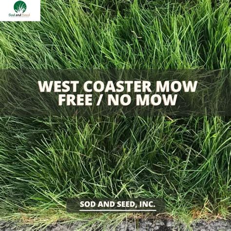 West Coaster Mow Free Or No Mow Sod Sod And Seed