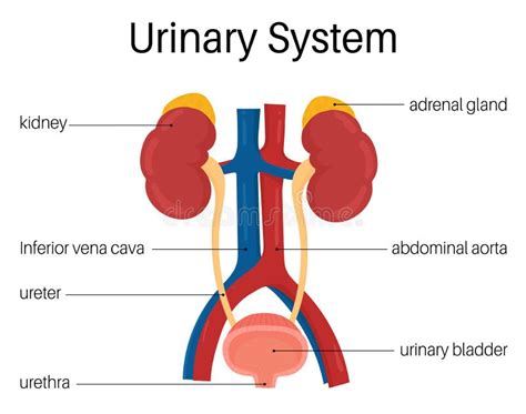 Urinary System Stock Vector Illustration Of Bladder 97621763
