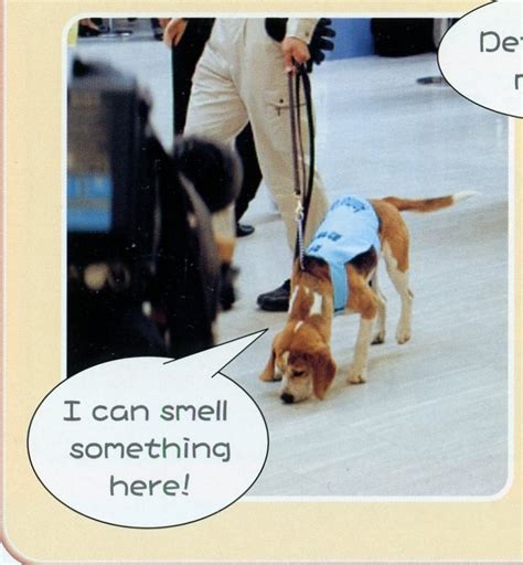 Japan Animal Quarantine guide smelling dog – the tokyo files 東京ファイル