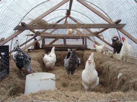 10 Tips On Caring For Chickens In Cold Winter Weather Homestead And Chill