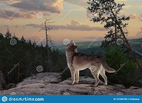 This action/adventure game lets a player use martial arts skills, weapons, and turn into a werewolf to fight their way through a world set in the aftermath of post nuclear devastation. A Lone Wolf From The Mountain Sings His Song Stock Photo - Image of mysterious, stone: 127285790
