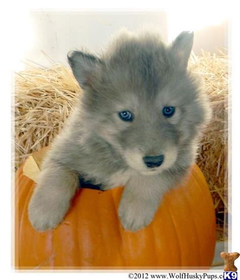 Wolf Dog Puppy For Sale Blue Silver Wolf Cubs Due 7 Weeks Old Wolf