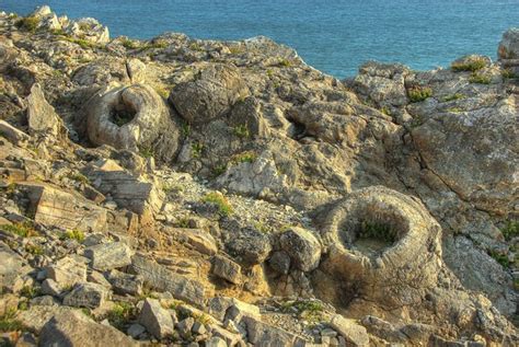 West Lulworth Fossil Forest