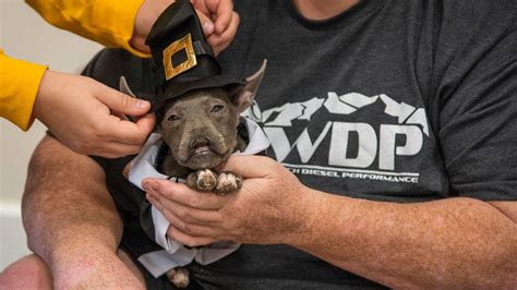 Dog Born Without Nose Given Chance For Recovery
