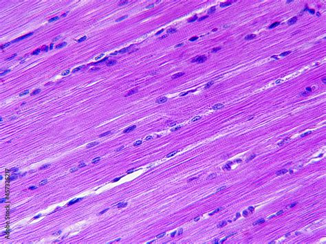 Histology Image Of Smooth Muscle Tissue Stock Photo Adobe Stock