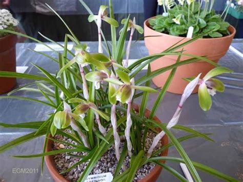 Hoa Phong Lan Cymbidium Orchids HOA PHONG LAN VIỆT VIETNAM ORCHIRDS Cymbidium