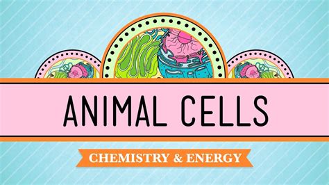 Animal cells are usually an irregular shape, whereas plant cells are more regular. Eukaryopolis - The City of Animal Cells: Crash Course ...