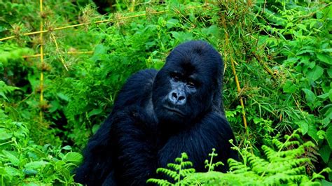 Gorilla Safaris In Africa Gorilla Trekking Uganda Rwanda