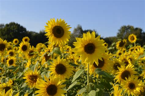 Sonnenblumen | Hofladen Austermann