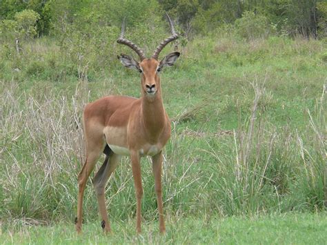 Impala Animals Antelope · Free Photo On Pixabay