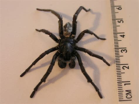 Deadly Spiders Poisonous Or Venomous Hubpages