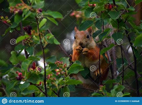 Squirrel Eating Berries On A Tree In The Garden Stock Image Image Of