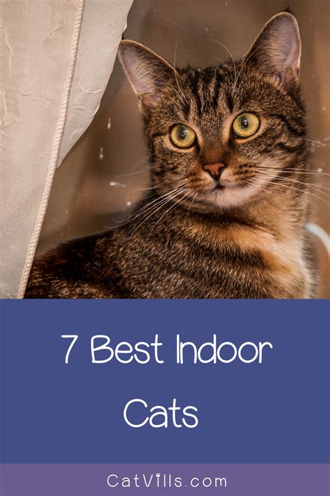 Best Indoor Cats 7 Breed Who Thrive In Apartments In 2020
