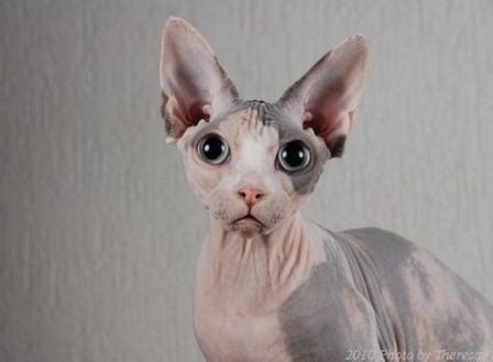 sphynx cat owners  understand