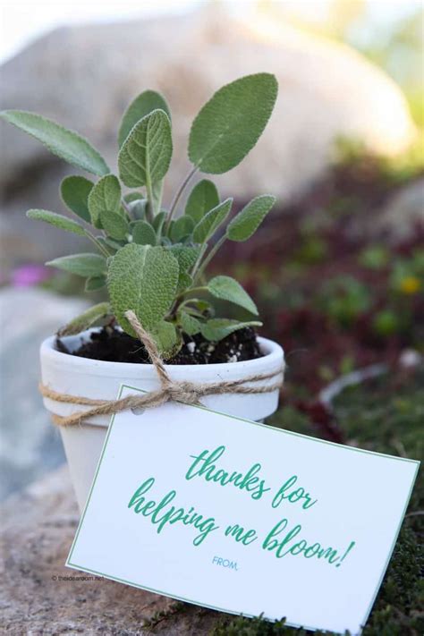 Check spelling or type a new query. Herb Plants Teacher Gift | Skip To My Lou