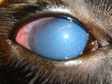 Glaucoma In Dogs And Cats A Painful Eye Problem