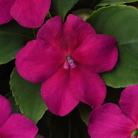 Impatiens Beacon Violet Shades Plantlings Live Baby Plants 4in Pot 2