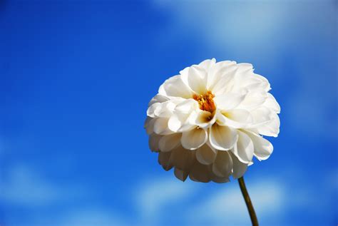 Free A White Flower And The Blue Sky Stock Photo