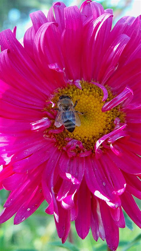 Bee On The Flower Bee Flower Nature Hd Phone Wallpaper Peakpx