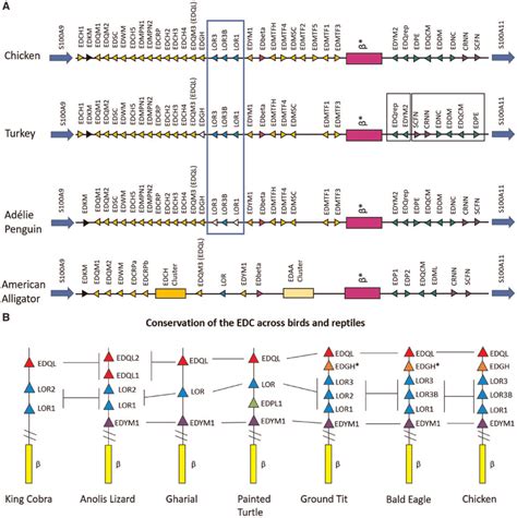 Genomic Organization Of Loricrin Within The Edc Of Archosaurs A Download Scientific Diagram