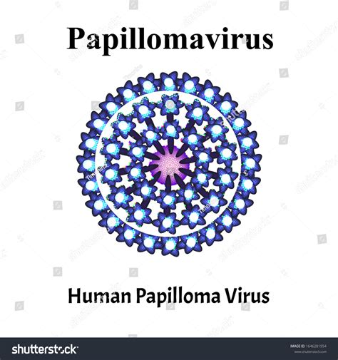 Papilloma Human Virus Structure Papilloma Virus Stock Vector Royalty Free