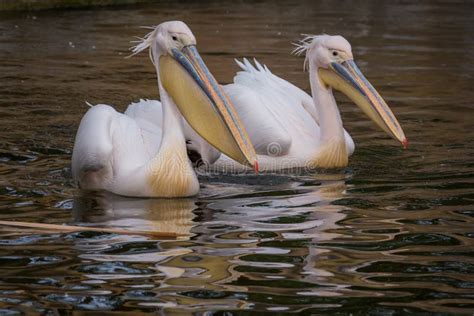 Pelicans In Water Stock Photo Image Of Feather Group 37884842