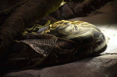 26 Cool Facts About Ball Pythons Embora Pets