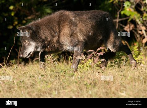 Timber Or Gray Wolf Stalking Prey Head Down Stock Photo Alamy