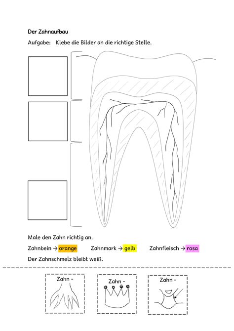 Zähne Zahnaufbau Unterrichtsmaterial Im Fach Sachunterricht In 2020