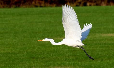 Der Große Weiße Vogel Herzogtum Direkt