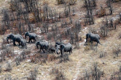 Doubts Mount In Botswana Over Charitys Claim Of Elephant ‘poaching Frenzy The New York Times