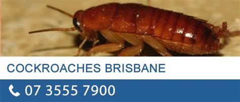 What do american cockroaches look like? Cockroach Control Brisbane | Cockroach control ...