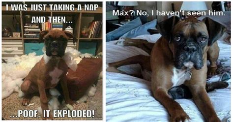 20 Boxer Memes With Most Funny Captions Doggo Meme