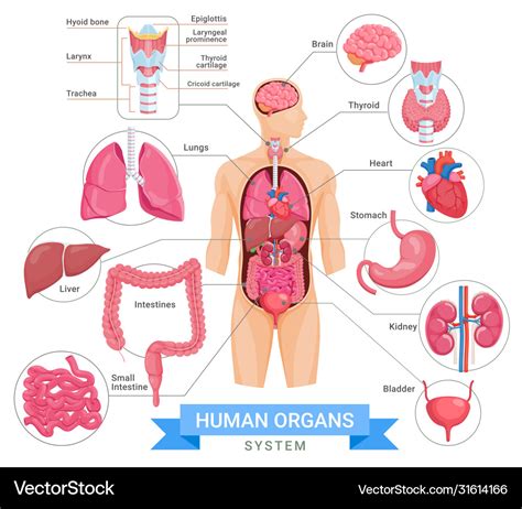 Human Internal Organs System People Body Internal Organs Illustration
