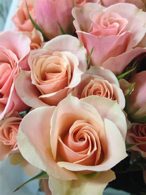 Blush Spray Roses One Of Our Favorite Flowers Floral By Freshdesign